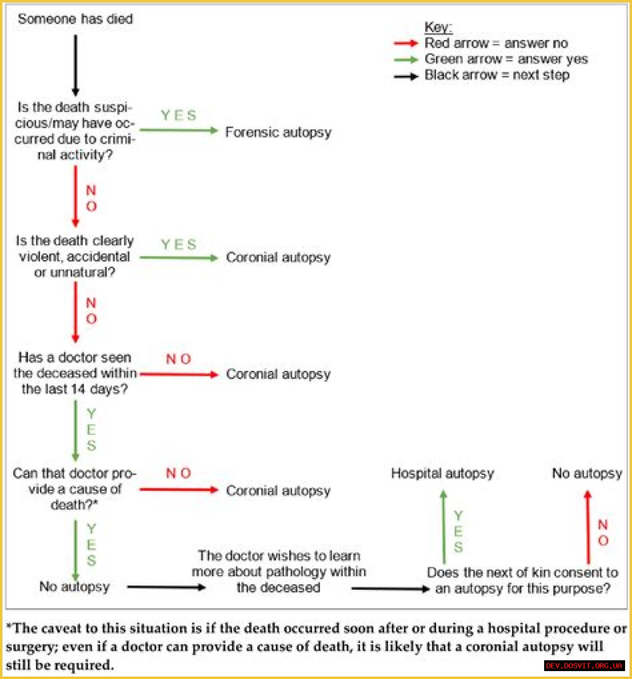 Deedee Autopsy Report: A Comprehensive Analysis