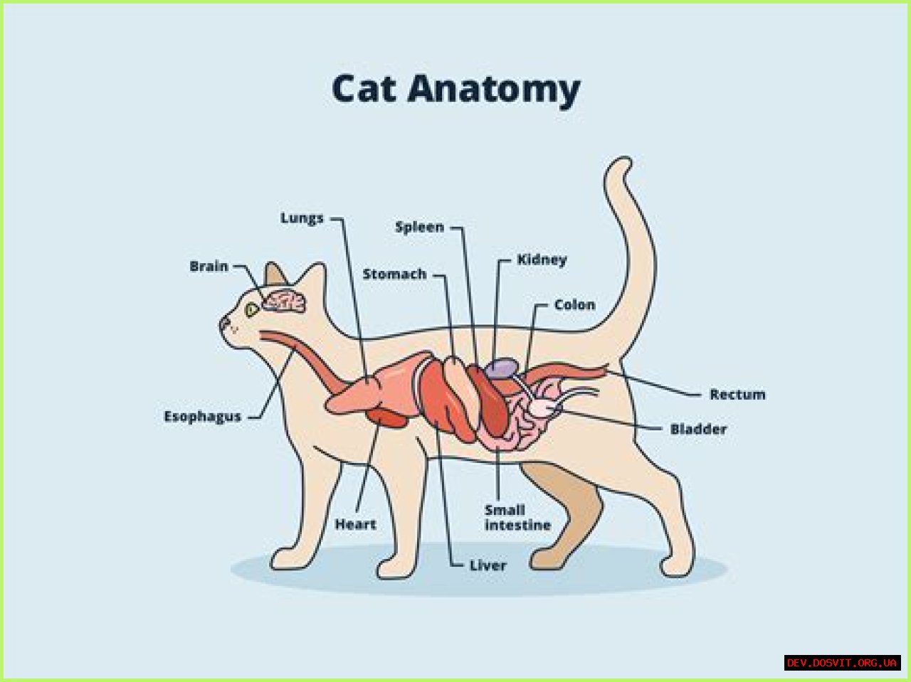 Exploring The Life Of Mahmut Orhan's Wife: A Deep Dive