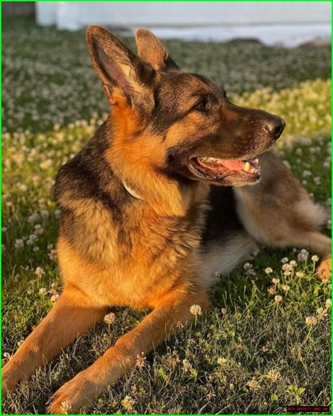 Finding The Perfect German Shepherd: GSD For Sale In VA